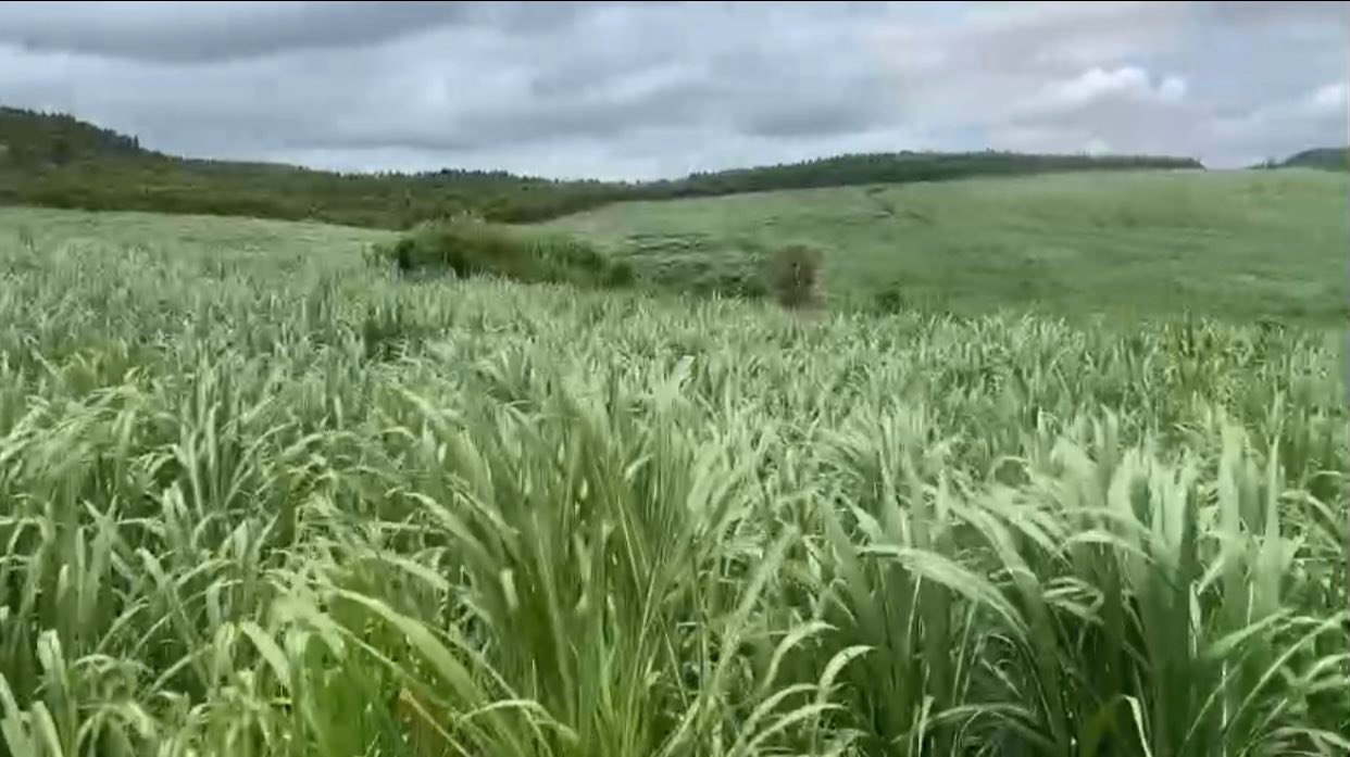 Đất rẫy 1.5ha tại An Trung, Kông Chro - Sổ đỏ chính chủ, giá thương lượng!