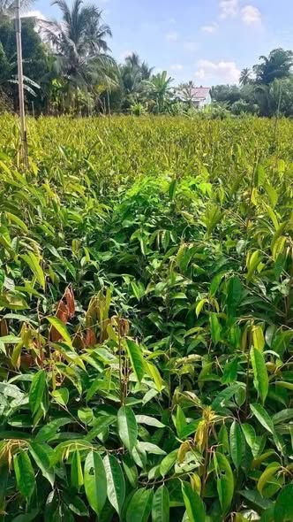 Đất nền Vĩnh Hòa 7200m² giá 520 triệu - Tiềm năng sinh lời cao!