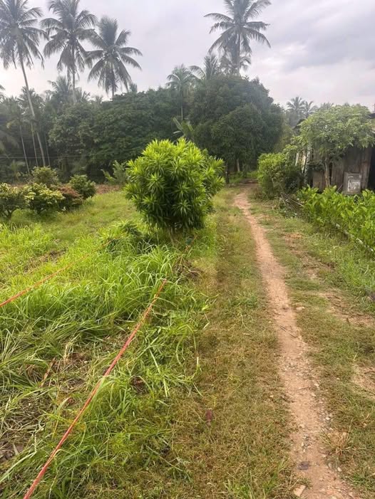 Đất vườn 1000m² tại Tân Thiềng, Chợ Lách - Giá chỉ 500 triệu, thích hợp cho cây giống!