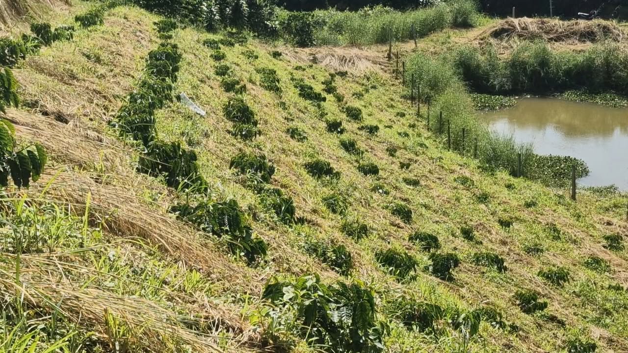 Đất thổ cư xã Lộc Bảo 5700m² giá 1.45 tỷ - Pháp lý đầy đủ, sẵn sàng xây dựng!