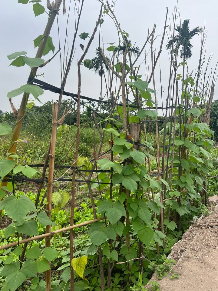 Đất nền xã Thanh Hồng, huyện Thanh Hà 700m² - Mặt tiền rộng, cơ hội đầu tư lớn!