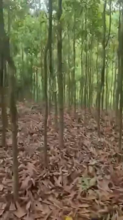 Farm 20ha tại Đồng Lâm, Quảng Ninh - Đất đẹp, giá tốt, cơ hội đầu tư sinh lời!