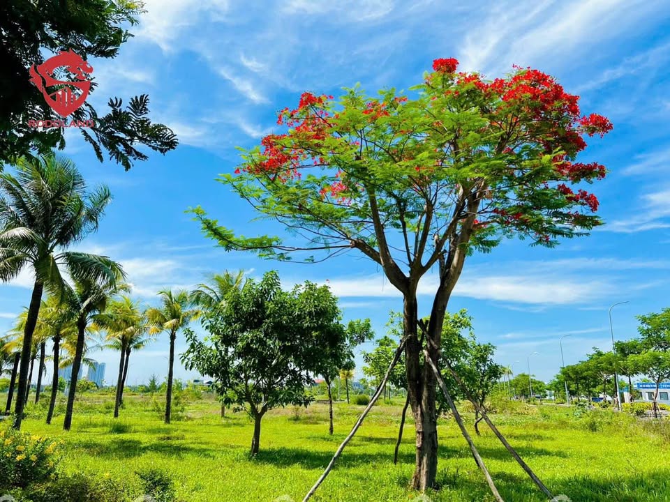 Bán đất FPT City Đà Nẵng 90m² giá 5.3 tỷ - Sổ hồng lâu dài!