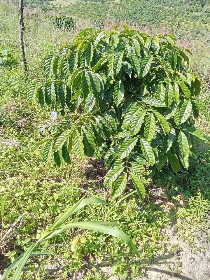 Đất nền thôn Giang Châu 2, xã Ea Dăh 40.000m² giá 4 tỷ - Pháp lý rõ ràng!