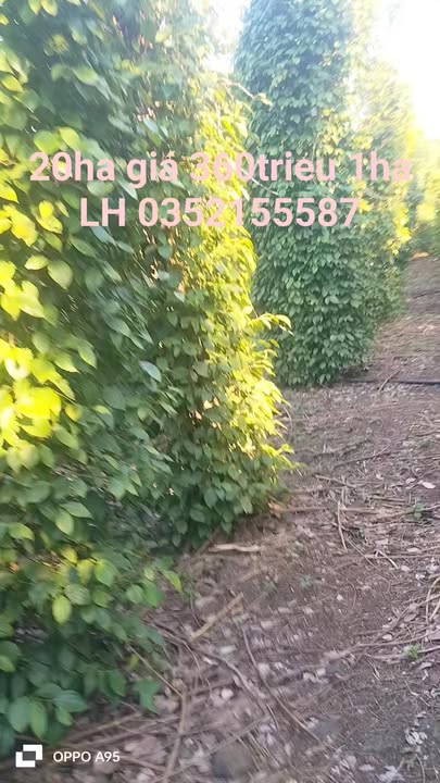 Đất nông nghiệp 20ha tại Lạc Dương, Lâm Đồng - Giá chỉ 7.2 tỷ, cơ hội đầu tư sinh lời!