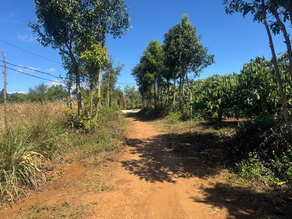 Đất nền lô góc hai mặt tiền xã Ia Grai 2200m² giá 500 triệu - Cơ hội đầu tư tuyệt vời!