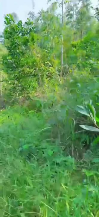 Đất rừng sản xuất 30ha tại xã Minh Châu, Vân Đồn - Cơ hội đầu tư hấp dẫn!