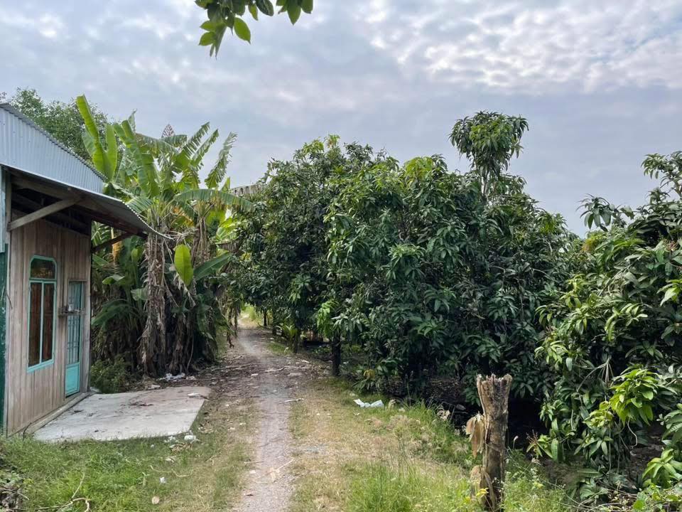 Đất vườn Xoài 9000m² tại Lai Vung, Đồng Tháp giá 3.95 tỷ - Cơ hội đầu tư sinh lời!