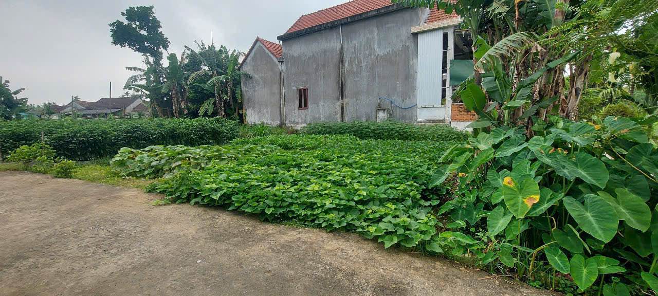 Đất nền Nghĩa Hiệp 100m² giá chỉ 200 triệu - Đầu tư sinh lời ngay!