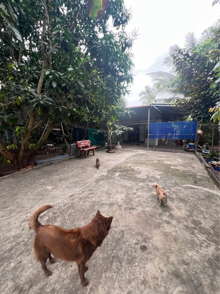 Nhà cho thuê Hẻm Nguyễn Trung Trực - 400m² giá 6.5 triệu - Sẵn sàng vào ở!