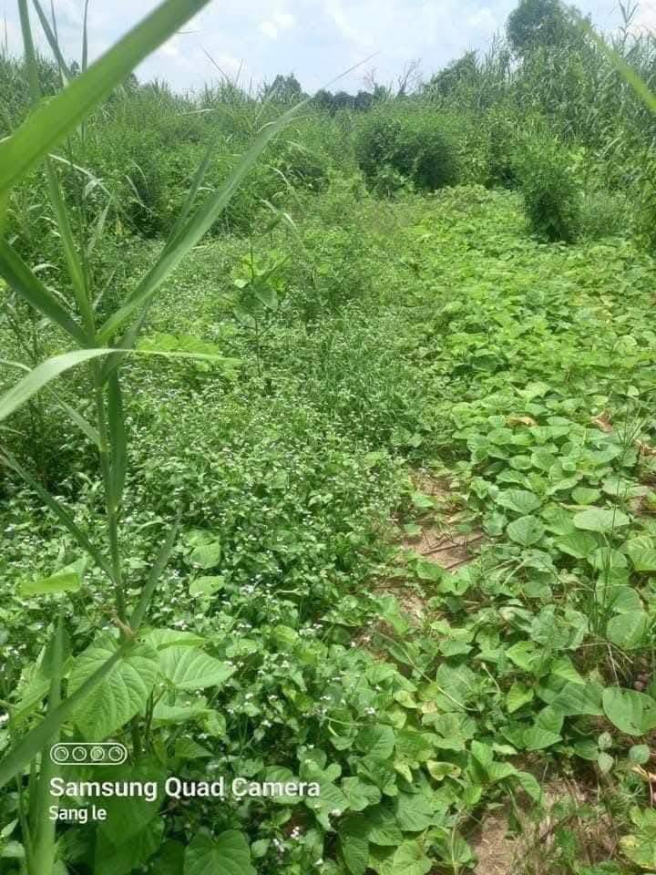 Đất nền đường Hà Huy Giáp, Quận Ô Môn, 1088m² - Giá chỉ 3.5 tỷ, vị trí đắc địa!