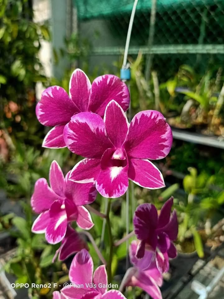 Nhà 3 tầng Làng Chài An Bàng 142m² giá 8.x tỷ - Đầu tư sinh lời ngay!