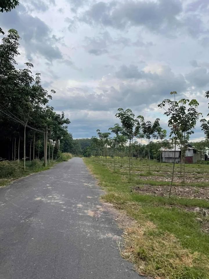 Đất thổ cư 3100m² tại Nhựa nhánh, Dầu Tiếng, giá 1.4 tỷ - Đầu tư sinh lời ngay!