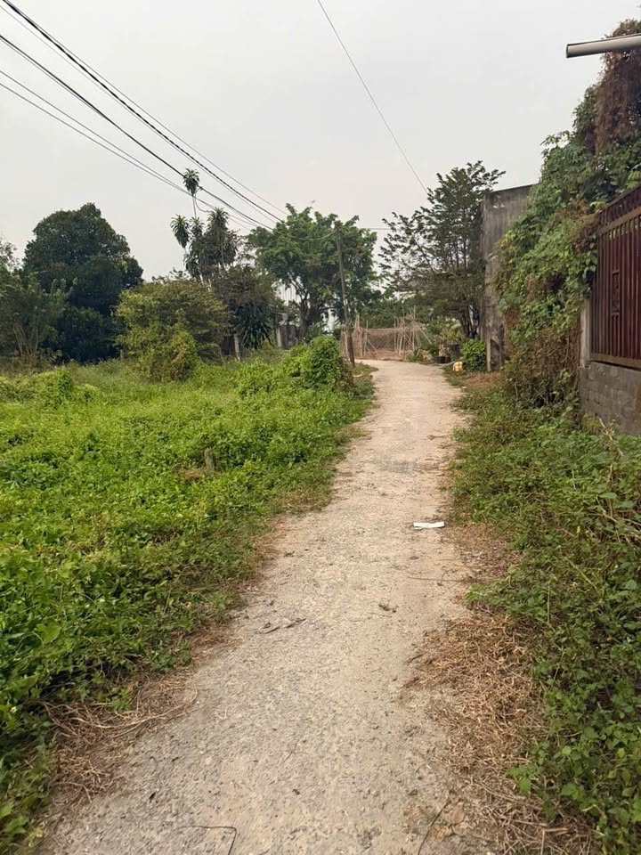 Đất thổ cư Tân Thạnh Đông Củ Chi 105m² giá 1.4 tỷ - Sổ hồng chính chủ, thương lượng nhẹ!