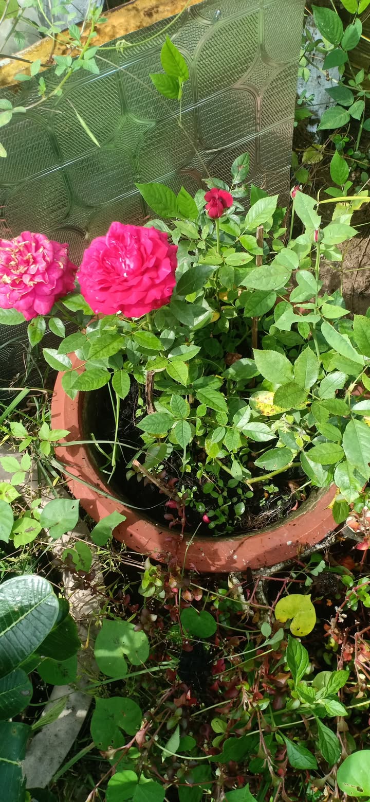 Đất thổ cư 1.073m² tại Tân Tỉnh B, Mỹ Phong - Giá chỉ 2.95 tỷ, kinh doanh đa dạng!