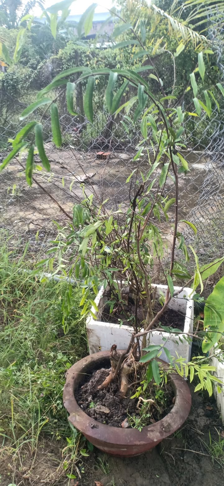 Đất 3 mặt tiền đường ô tô nhỏ tại Mỹ Tho 129m² giá 1 tỷ - Cơ hội đầu tư tuyệt vời!