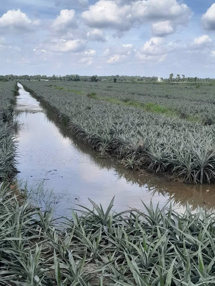 Đất nền 7000m² xã Tân Phước, Đồng Tháp - Giá chỉ 1.533 tỷ, thương lượng chính chủ!