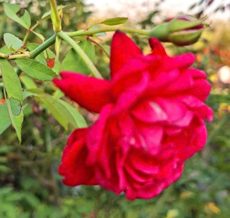 Đất nền Tân Thạch, Bến Tre, 115m² giá 400 triệu - Đường thông, vị trí thuận lợi!