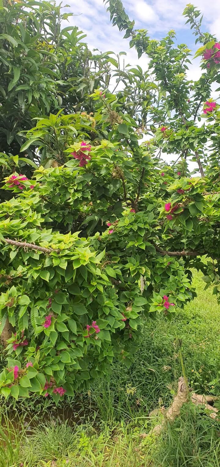 Đất nông nghiệp 3,7ha tại Hàm Hiệp, Bình Thuận giá 81.4 tỷ - Cơ hội đầu tư tốt!