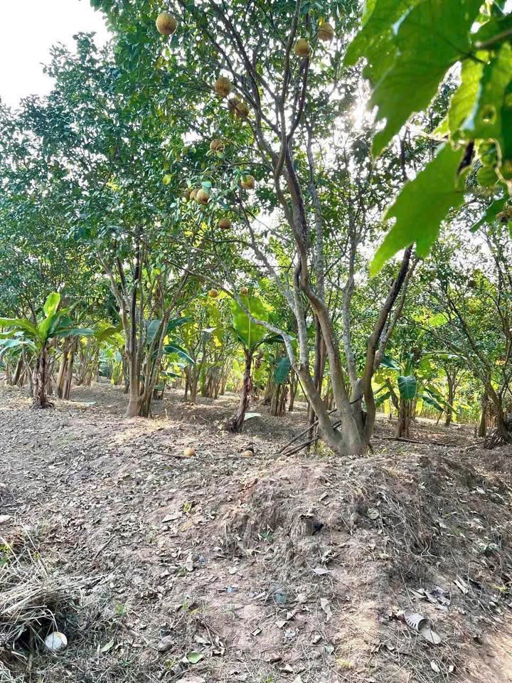 Đất nông nghiệp 1500m² tại Yên Mông, Hòa Bình - Giá chỉ 800 triệu