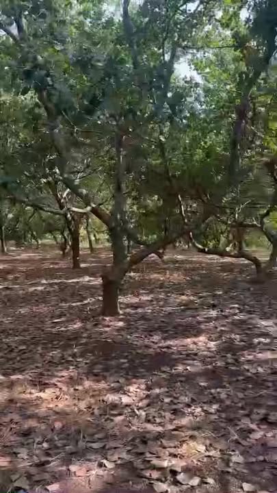 Đất cao su + điều 13,000m² tại Đồng Phú chỉ 1.2 tỷ - Cơ hội đầu tư hiếm có!