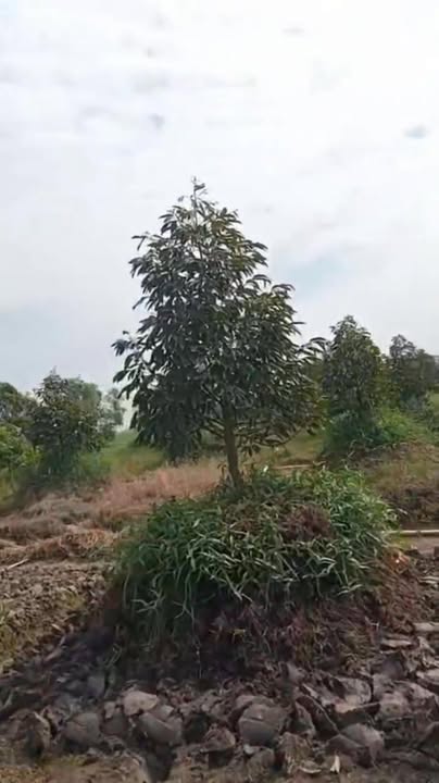 Đất nền Farm 15000m² tại xã Vĩnh Lợi, Tân Hưng, Long An giá chỉ 250 triệu - Cơ hội đầu tư hấp dẫn!