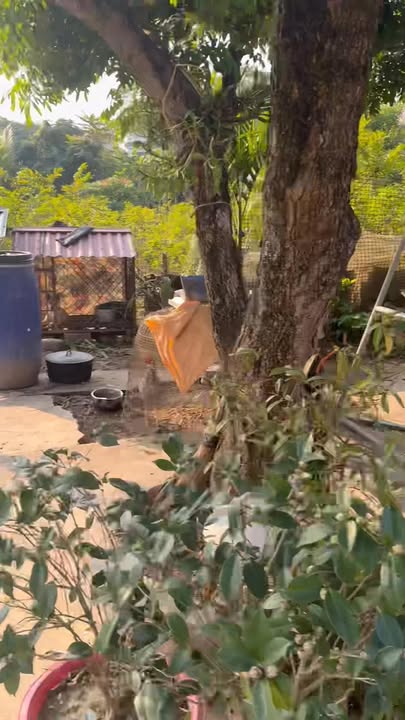 Đất thổ cư 1000m² tại Thị trấn Phương Sơn - Giá chỉ 4 tỷ!