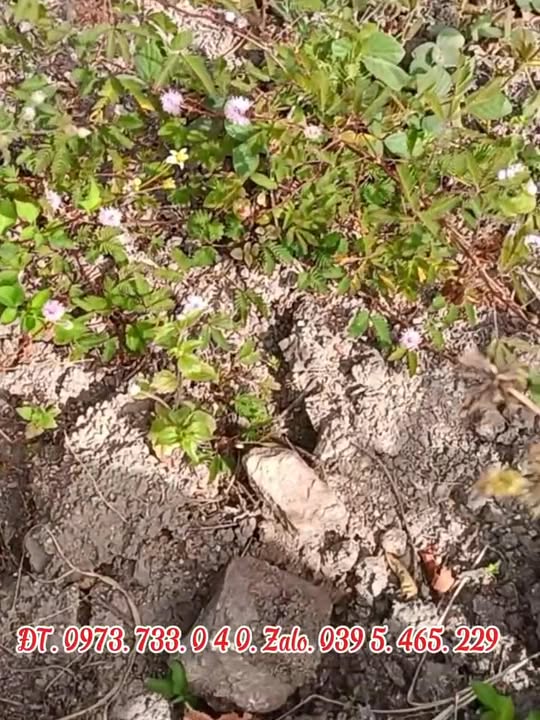 Đất nền 1,4 ha tại Xã Ia Pia, Gia Lai giá chỉ 270 triệu - Cơ hội đầu tư tuyệt vời!