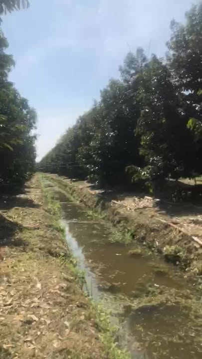 Farm 40.000m² tại Xã Châu Thành, Đồng Tháp giá 680 triệu - Đất đẹp, cây sầu riêng sai quả!