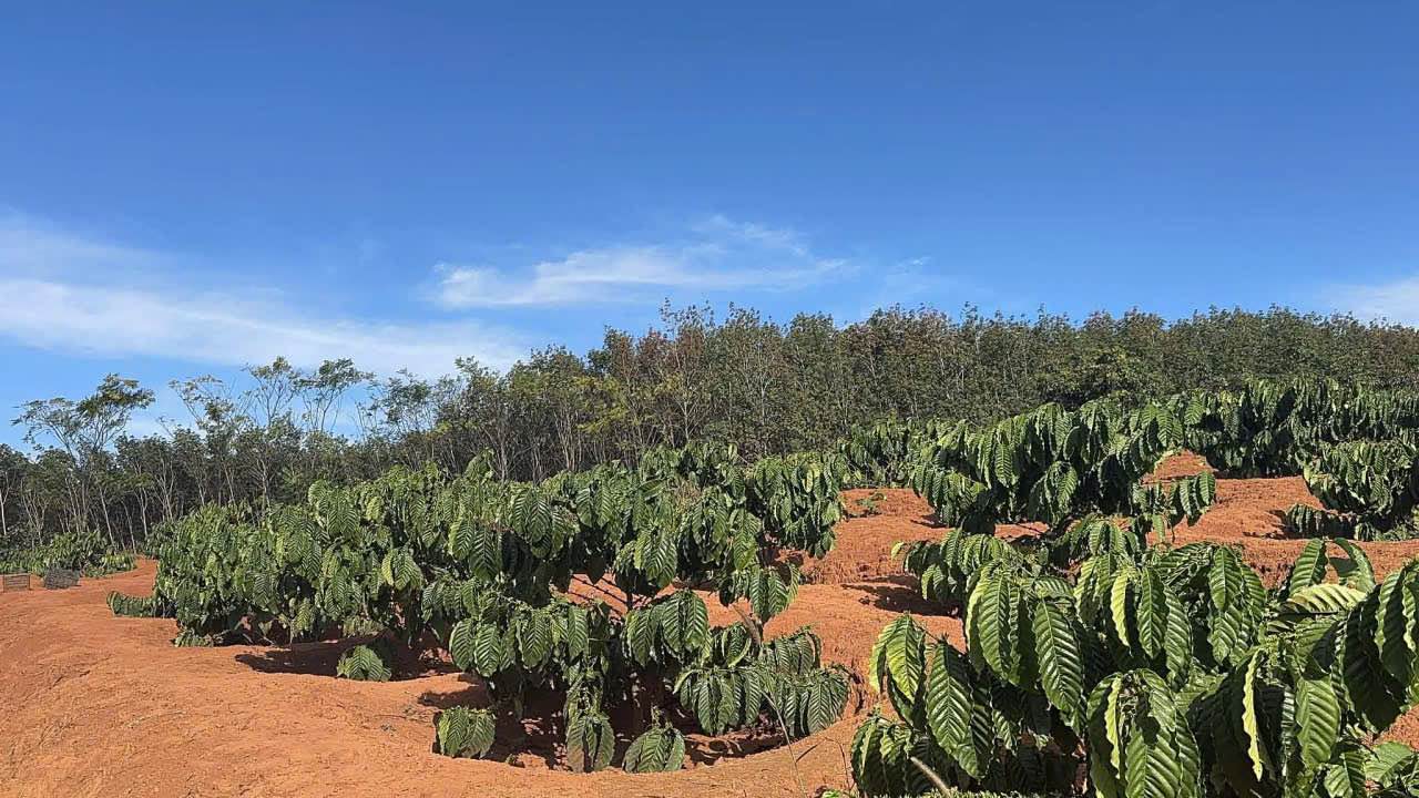 Đất Farm 8.200m² tại xã Ia Phí, Gia Lai - Sổ hồng chính chủ, giá chỉ 1 tỷ!