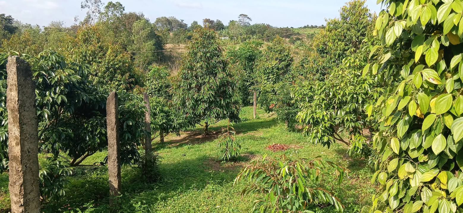 Đất vườn 1.7ha tại Xuân Phú, Đồng Nai - Đầy tiềm năng đầu tư!