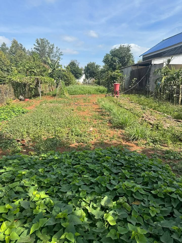 Đất hẻm cấp 1 TL9, xã Dang Kang, 160m² chỉ 75 triệu - Cơ hội đầu tư tuyệt vời!