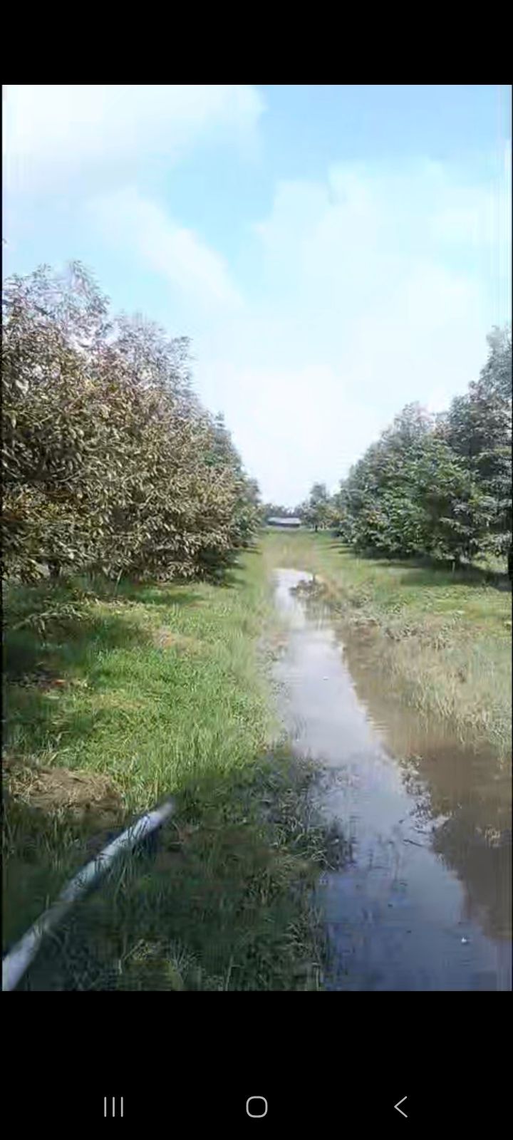 Farm 14 công sầu riêng Thái tại Phú Long, Châu Thành - Giá 600 triệu/công, thương lượng!