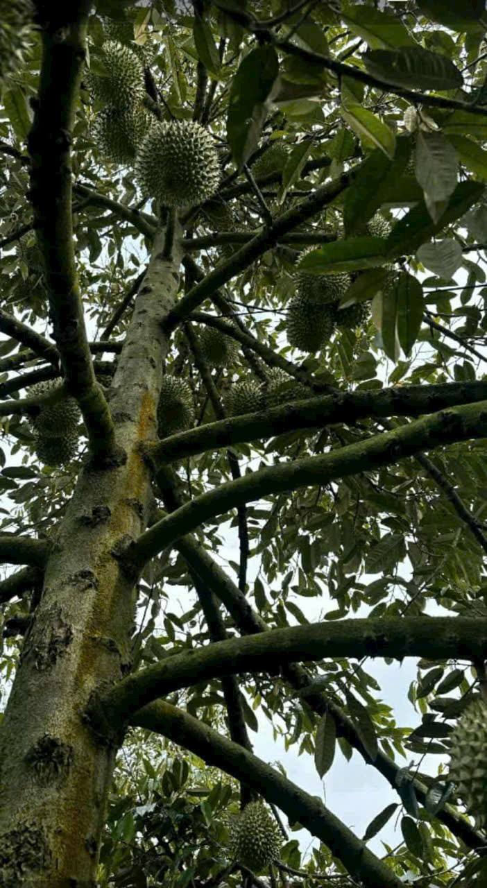 Bán gấp Farm sầu riêng 5 công tại Hậu Mỹ Trinh, Cái Bè - Giá chỉ 2.6 tỷ!