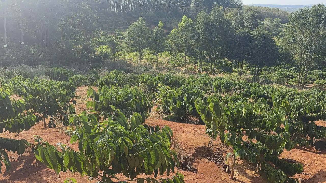 Đất Farm 1ha tại Ia Phí, Gia Lai giá 1 tỷ - Đầu tư sinh lời hấp dẫn!