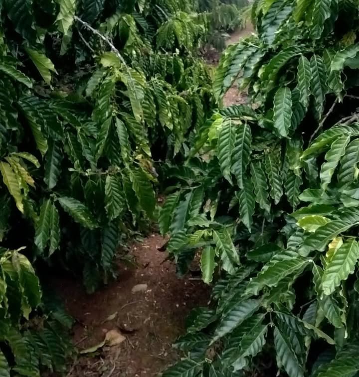 Đất Farm cho thuê tại Đạ K' Nàng, Đam Rông - Diện tích 15.000m², Giá chỉ từ 230 triệu/năm!