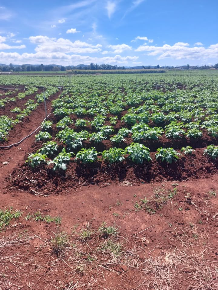 Đất Farm 2 xào tại Phú Hội, Đức Trọng - Giá thỏa thuận, phù hợp cho đầu tư!