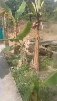 Đất thổ cư 100m² tại Cẩm Sơn - Giá 450 triệu - Mặt tiền đường đan thuận lợi!