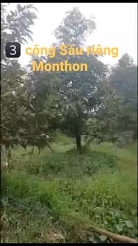 Đất Sầu Riêng 30.000m² tại Bình Phú, Cai Lậy - Giá 730 triệu/công, sẵn sàng giao dịch!