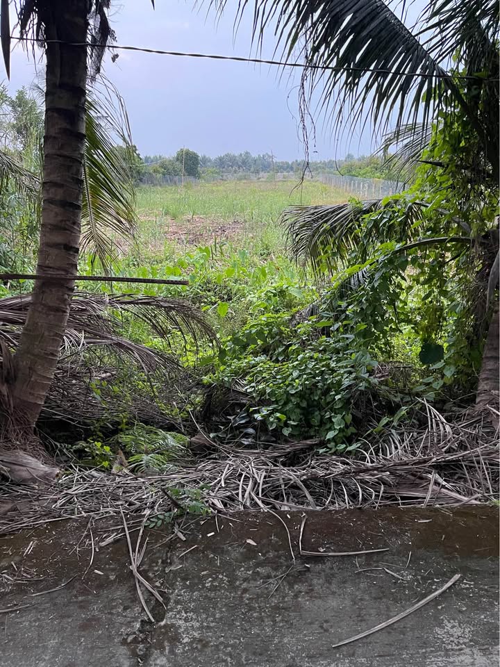 Đất nền Tân Hội, Hồng Ngự 2139m² giá 1.4 tỷ - Cơ hội đầu tư hiếm có!