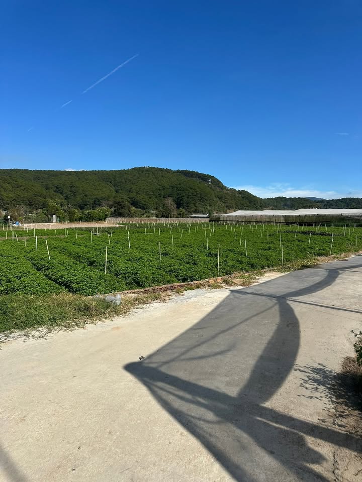 Đất Lạc Sơn, Đơn Dương 3.200m² giá 2.56 tỷ - Đường ô tô vào tận nơi!