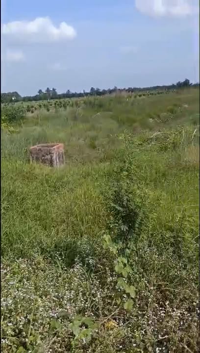 Farm 150.000m² tại xã Thanh Mỹ, huyện Tháp Mười - Giá chỉ 6 triệu/công!