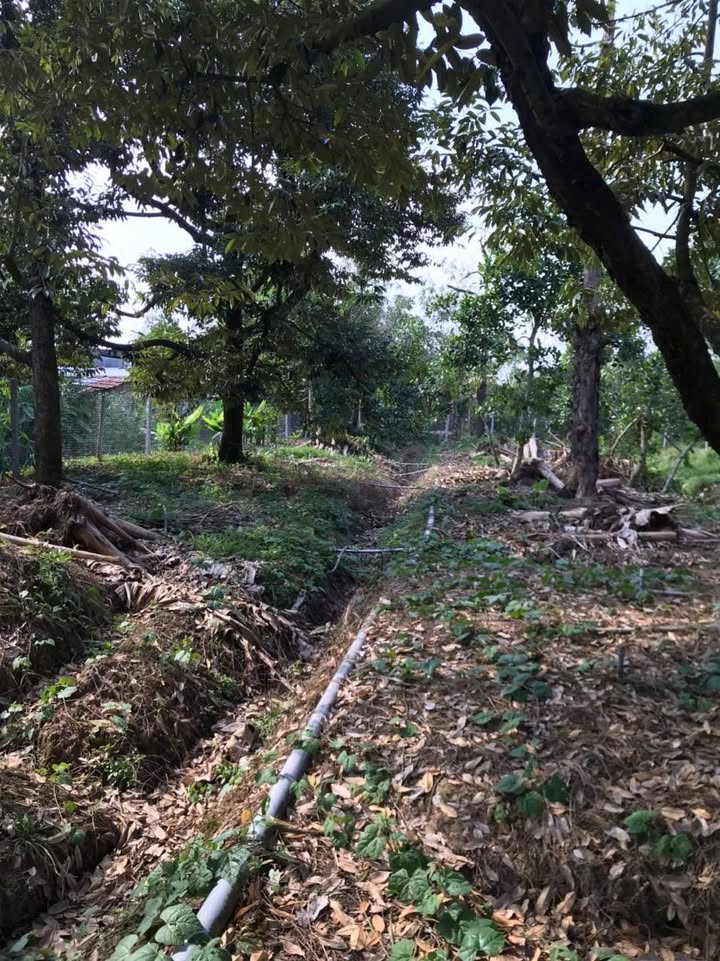 Đất thổ cư 40.000m² tại Xã Hội Xuân - Giá 2.8 tỷ, thuận tiện kinh doanh!