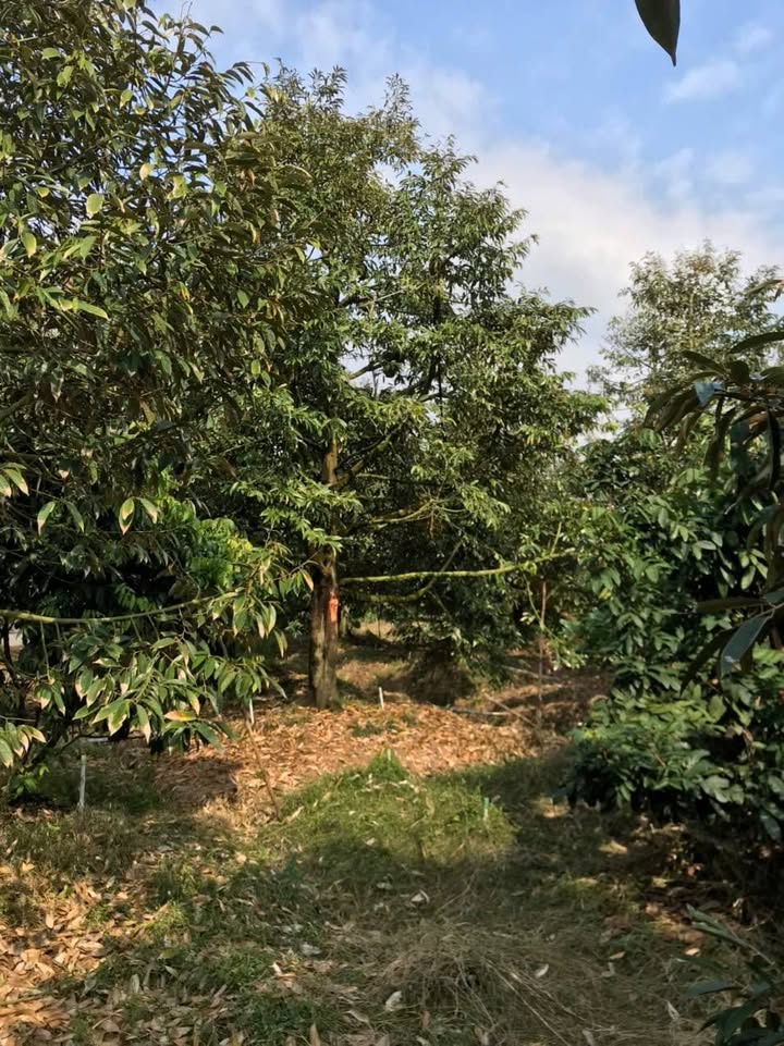 Đất vườn Hiệp Đức, Cai Lậy 3600m² giá 900 triệu - Đầu tư sinh lời lý tưởng!