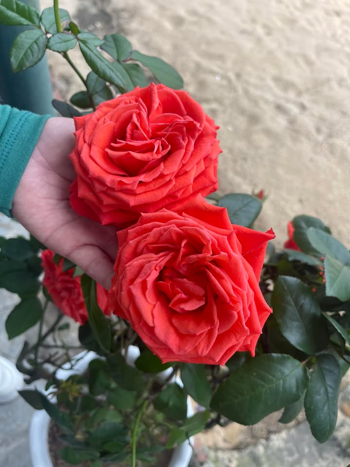 Đất nền Thăng Bình 144m² giá chỉ 300 triệu - Sổ hồng riêng, công chứng ngay!