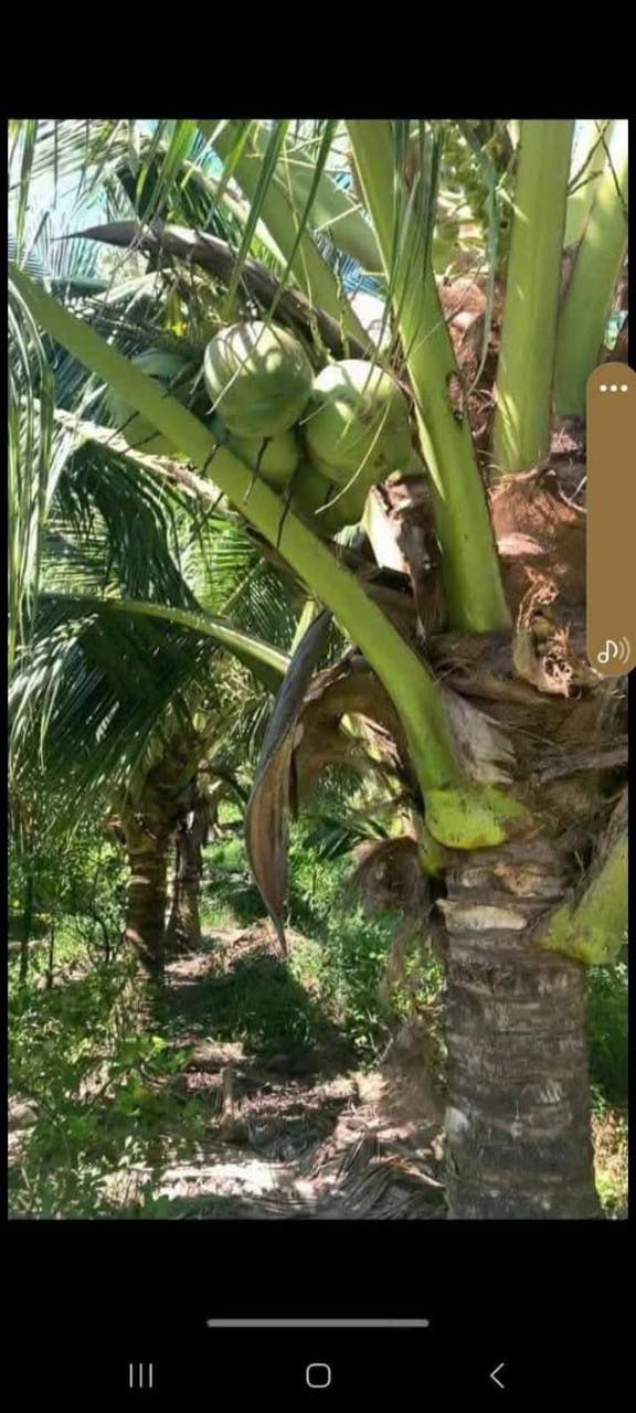 Bán vườn dừa dứa 40.000m² tại An Mỹ - Giá chỉ 8 tỷ