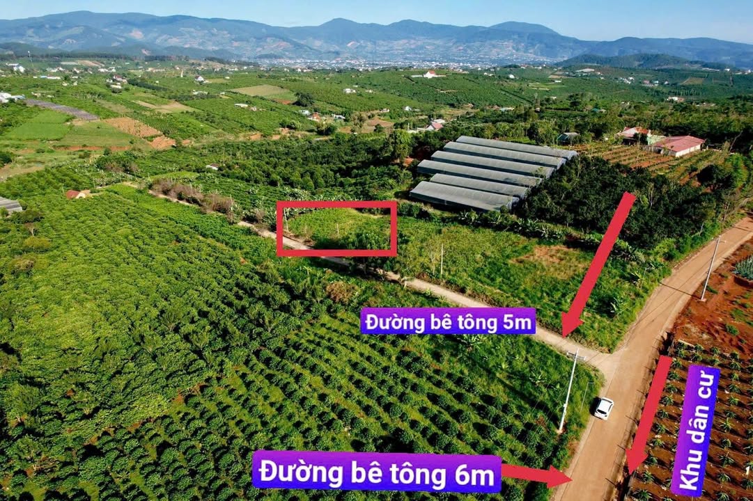 Đất nền Khu Mai Anh Đào Đà Lạt 1.119m² giá 1.65 tỷ - Cơ hội đầu tư hiếm có!