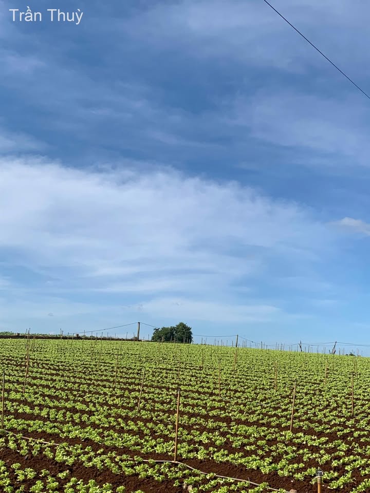 Đất nền Đạ Ròn 648m² giá 1.55 tỷ - Đầu tư sinh lời an toàn!