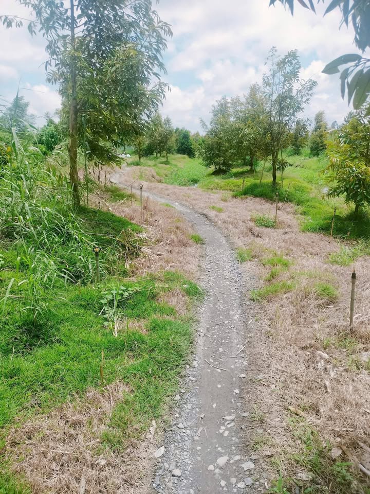 Đất Farm 3035m² tại Phong Điền giá chỉ 900 triệu - Chủ cần bán gấp trước Tết!