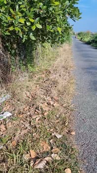 Đất nền mặt tiền đường nhựa 1666m² tại phường 3, Cai Lậy - Giá chỉ 11.2 tỷ!